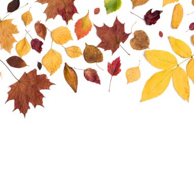 Farklı sonbahar kuru yaprak, dallar, yapraklar ve yapraklar beyaz arka planda izole edilmiş. Genel manzara. Uzayı kopyala Instagram oranı