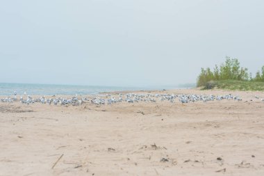 Martılar okyanus kıyısındaki kumsalda vakit geçiriyorlar.