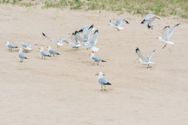 Sahilde bir grup martı.