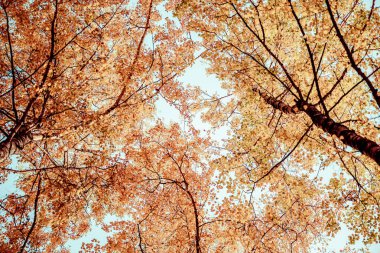 Golgen sonbahar ormanında, mavi gökyüzünün altındaki yüksek huş ağaçlarının alt manzarası. Hint yazı. Instagram stili. Boşluğu kopyala