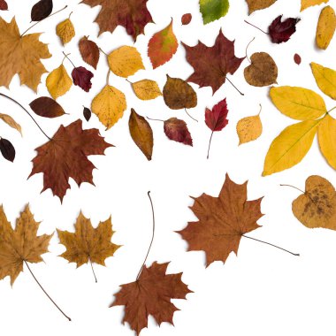 Farklı sonbahar kuru yaprak, dallar, yapraklar ve yapraklar beyaz arka planda izole edilmiş. Genel manzara. Uzayı kopyala Instagram oranı