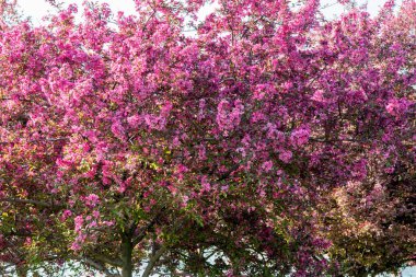 Parkta çiçek açan Sakura 