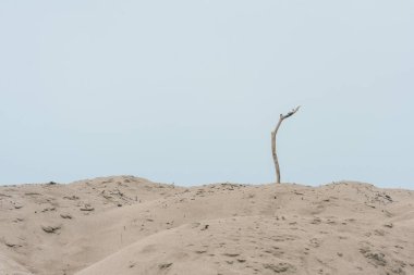 Kumlu deniz kıyısına yakın.