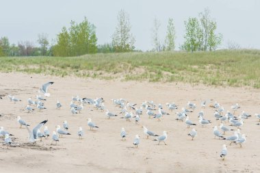 Sahilde bir grup martı.