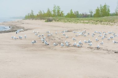Sahilde bir grup martı.