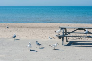 Sahildeki bankta martılar 