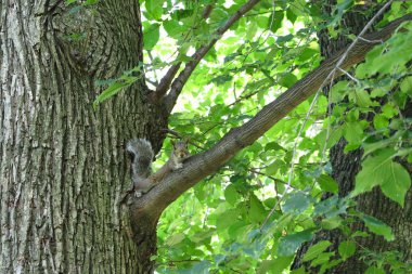 Central Park 'taki ağacın dalındaki sincap. Manhattan, New York City, Usa