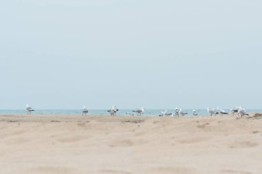 Martılar okyanus kıyısındaki kumsalda vakit geçiriyorlar.