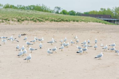 Sahilde bir grup martı.