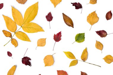 Farklı sonbahar kuru yaprak, dallar, yapraklar ve yapraklar beyaz arka planda izole edilmiş. Genel manzara. Uzayı kopyala Instagram oranı