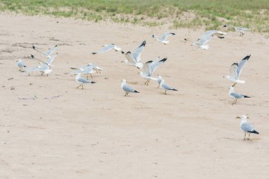 Sahilde bir grup martı.