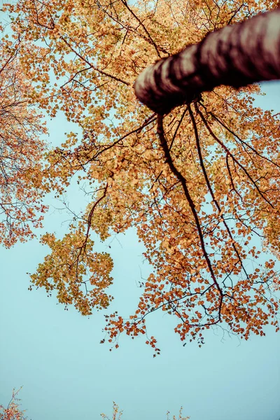 Нижний Вид Высокие Березы Золотом Осеннем Лесу Голубым Небом Индийское — стоковое фото