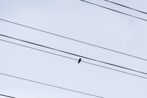 Silueta Pájaro Cable Línea Eléctrica — Foto de Stock