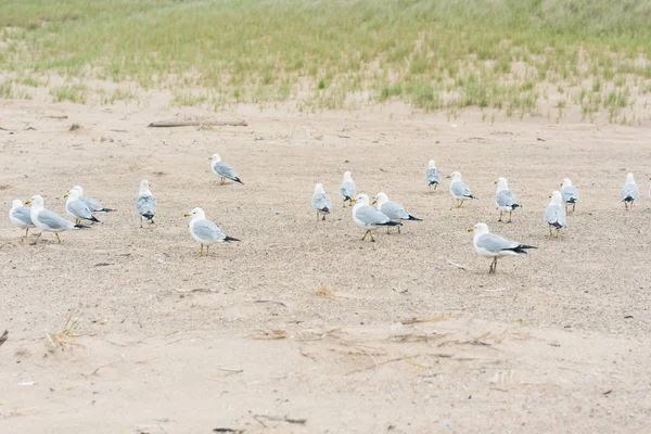 Monte Gaivotas Praia Lago Michigan — Fotografia de Stock