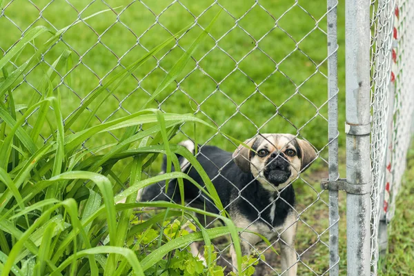 Evil dog behind the fence protects the house