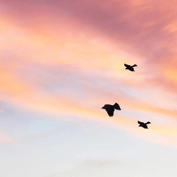 Kuş Gün Batımında Gökyüzüne Doğru Pastel Renklerle Uçar Asgari Biçim — Stok fotoğraf
