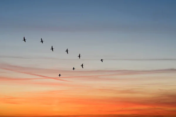 Ptáci Létající Tvaru Zamračené Obloze Západu Slunce — Stock fotografie