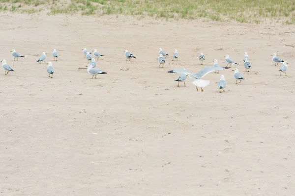 Grupo Gaivotas Praia — Fotografia de Stock