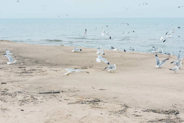 Rebanho Gaivotas Praia Perto Mar — Fotografia de Stock