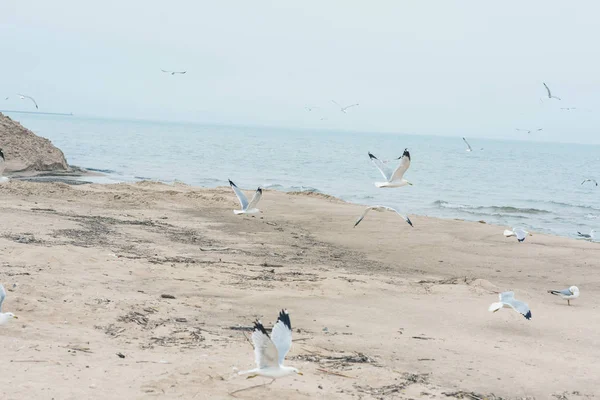 Bandada Gaviotas Playa Cerca Del Mar —  Fotos de Stock