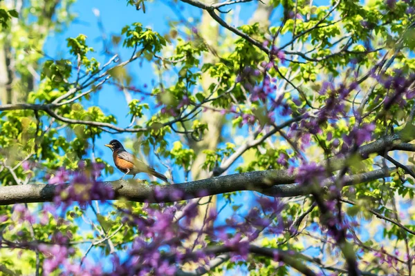 Pajarito Cuyo Nombre Robin Americano Turdus Migratorius Árbol Floreciente Primavera — Foto de Stock