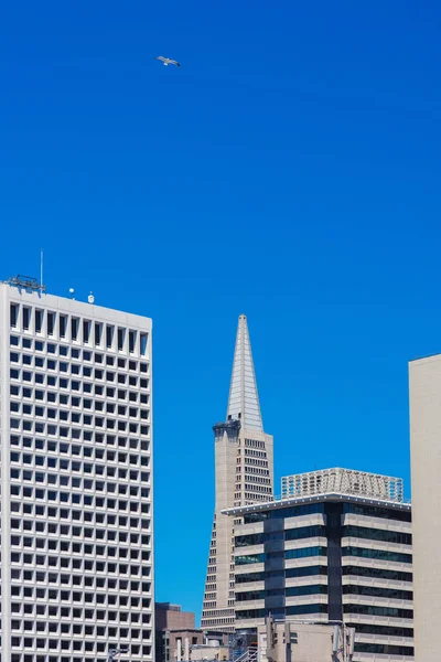 Piramida Transamerica Centrum San Francisco Kalifornia Stany Zjednoczone — Zdjęcie stockowe