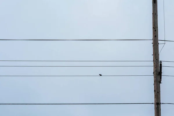 Silueta Pájaro Cable Línea Eléctrica — Foto de Stock