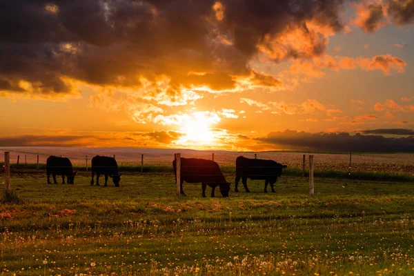 Bulls Graze Meadow Sunset Stormy Sky Background Iowa State Usa — Stock Photo, Image