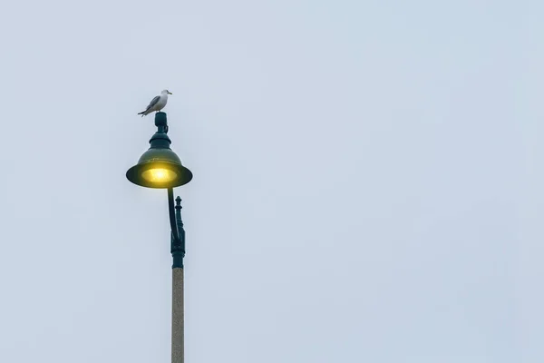 Gaivota Sozinha Uma Lanterna Iluminação — Fotografia de Stock