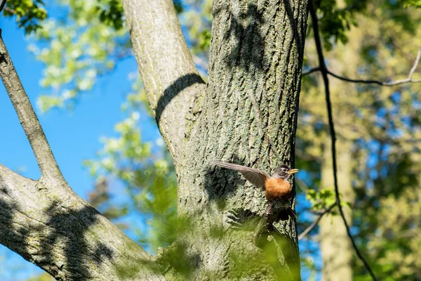 Mały Ptaszek Którego Nazwisko Amerikanka Robin Turdus Migratorius Wiosennym Kwitnącym — Zdjęcie stockowe