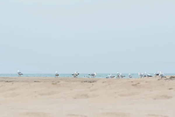 Gaivotas Passando Tempo Praia Perto Oceano — Fotografia de Stock