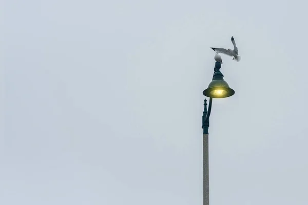 Gaivota Sozinha Uma Lanterna Iluminação — Fotografia de Stock