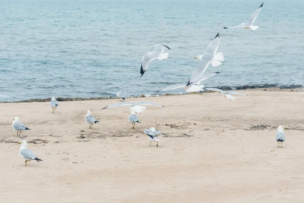 Deniz kıyısındaki kumsalda martı sürüsü
