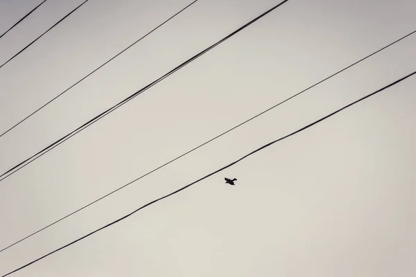 Sylwetka Ptaka Drucie Lub Linii Elektrycznej — Zdjęcie stockowe