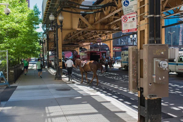 Chicago, Illinois - 26 Mayıs 2018: Anma Günü 'nde at sırtında Chicago polisi