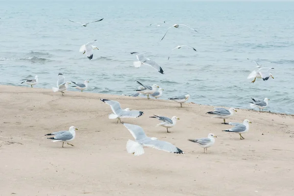 해변에 떼지어 갈매기 — 스톡 사진