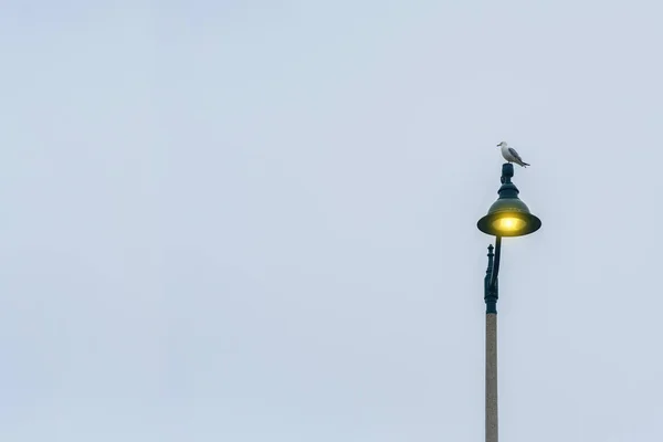 Gaivota Sozinha Uma Lanterna Iluminação — Fotografia de Stock