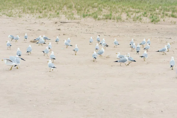 Patos Selvagens Areia — Fotografia de Stock