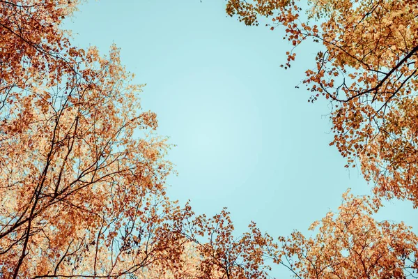 Bottom View Tall Birch Trees Golgen Autumn Forest Blue Sky — Stock Photo, Image