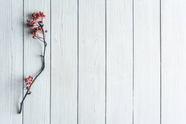 Beyaz tahta tahtalarda Rowan 'ın dalı. Geçmişi. Sonbahar, sonbahar konsepti. Düz yatış, üst görünüm. 