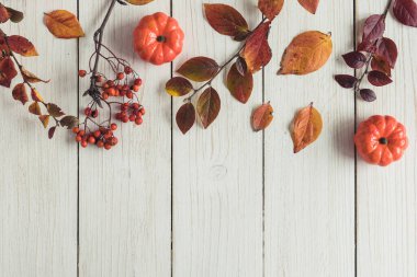 Beyaz tahta üzerinde kabaklar ve Rowan 'ın dalları. Geçmişi. Sonbahar, sonbahar konsepti. Düz yatış, üst görünüm. 