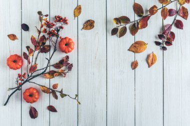 Beyaz tahta üzerinde kabaklar ve Rowan 'ın dalları. Geçmişi. Sonbahar, sonbahar konsepti. Düz yatış, üst görünüm. 