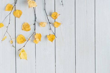 Beyaz tahta üzerinde sarı yaprakları olan huş dalları. Geçmişi. Sonbahar, sonbahar konsepti. Düz yatış, üst görünüm. 