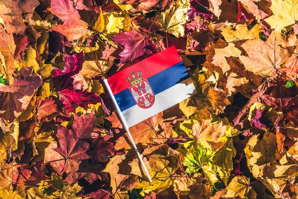 Serbian flag lying on the maple leaves in the autumn forest at the morning at dawn.  Concept. Top view. Indian summer.