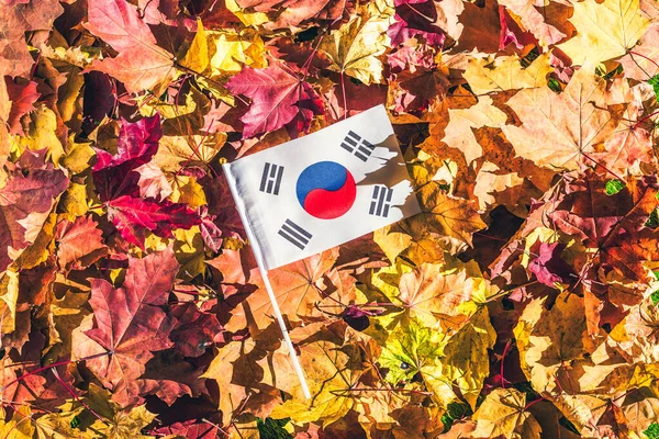 South korean flag lying on the maple leaves in the autumn forest at the morning at dawn.  Concept. Top view. Indian summer.