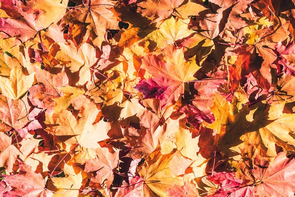 Ahornblätter Herbstwald Morgen Der Morgendämmerung Hintergrund Ansicht Von Oben Indischer — Stockfoto