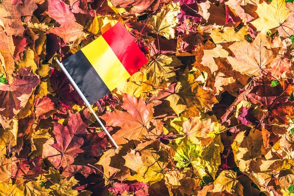 Belgian Flag Lying Maple Leaves Autumn Forest Morning Dawn Concept — Stock Photo, Image