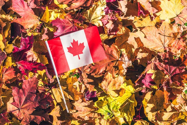 Die Kanadische Flagge Liegt Morgens Morgengrauen Auf Den Ahornblättern Herbstwald — Stockfoto