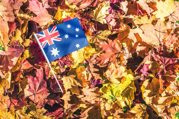 Австралийский Флаг Лежащий Кленовых Листьях Осеннем Лесу Утром Рассвете Концепция — стоковое фото