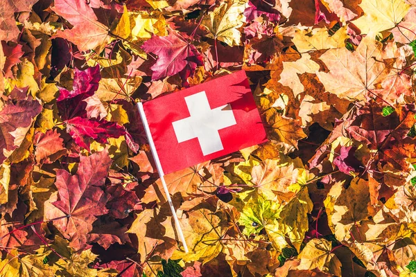 Schweiz Flagga Ligger Lönnbladen Höstskogen Morgonen Gryningen Begreppet Högst Upp — Stockfoto